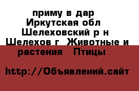 приму в дар - Иркутская обл., Шелеховский р-н, Шелехов г. Животные и растения » Птицы   